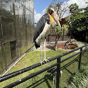 Lesser Adjutant - free roaming!