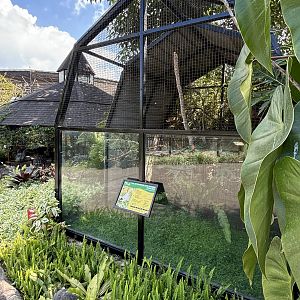 Black-winged Starling Aviary
