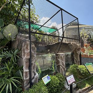 Smooth-coated Otter Exhibit