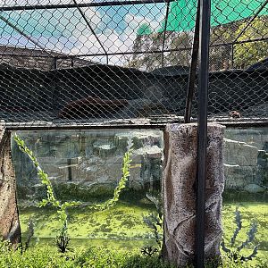 Small-clawed Otter Exhibit