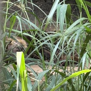 My ONLY Brown Hyena at 610 zoos!