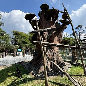 Grizzled Tree Kangaroo Exhibit #1