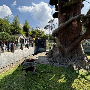 Grizzled Tree Kangaroo Exhibit #1
