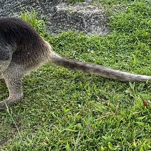 Grizzled Tree Kangaroo