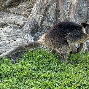 Grizzled Tree Kangaroo