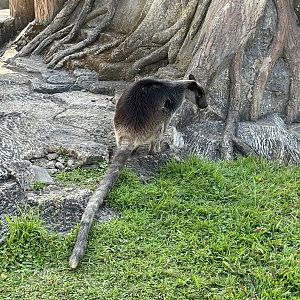 Grizzled Tree Kangaroo