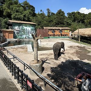 Asian Elephant Exhibit