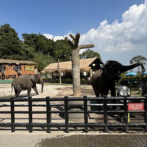 Asian Elephant Exhibit
