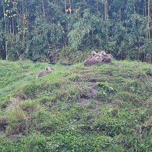 Asian small-clawed otters