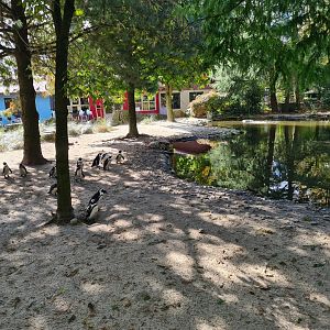 African penguin habitat "Boulders Beach"