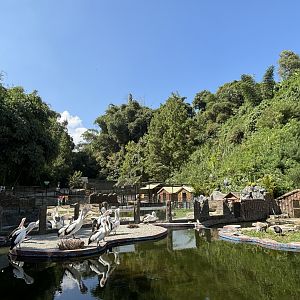 Pelican + Waterfowl Exhibit