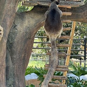 Grizzled Tree Kangaroo