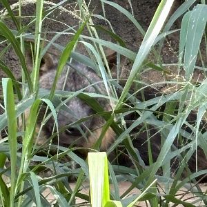 Brown Hyena - my first!