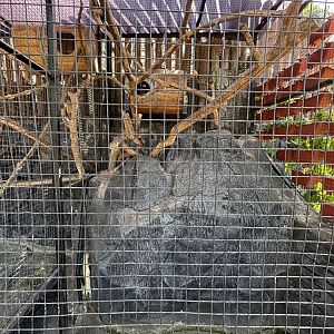 Plantain Squirrel Exhibit