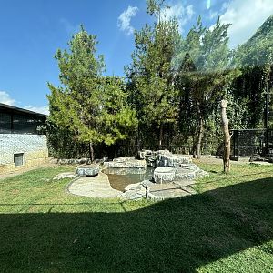 Tiger Exhibit #2 - Bengal