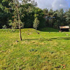 Outback walkthrough habitat