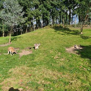 Outback - Red kangaroos