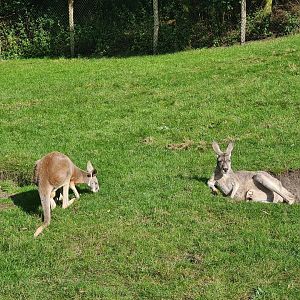 Outback - Red kangaroos chilling