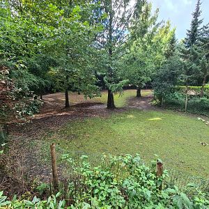 Jangalee - Lowland tapir and Capybara habitat