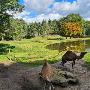 Dromedary camel habitat in Outback