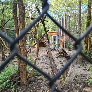 Jangalee - Future Clouded leopard habitat