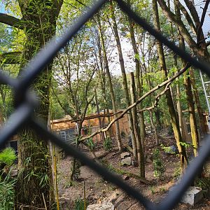 Jangalee - Future Clouded leopard habitat