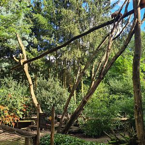 Jangalee - Coati habitat