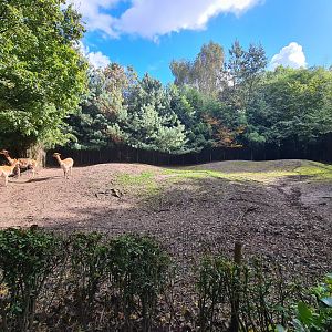 Jangalee - Vicuña habitat