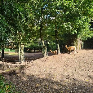 Jangalee - Vicuña habitat