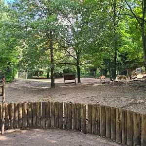 Jangalee - Vicuña habitat