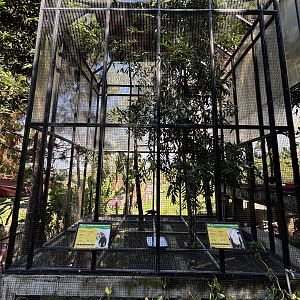 Black Kite + Brahminy Kite Aviary