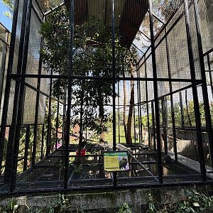 Crested Serpent Eagle Aviary