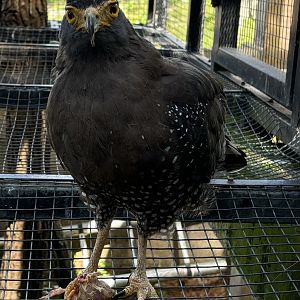 Crested Serpent Eagle