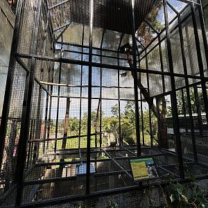 Javan Hawk Eagle Aviary