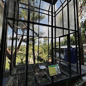 Changeable Hawk Eagle Aviary