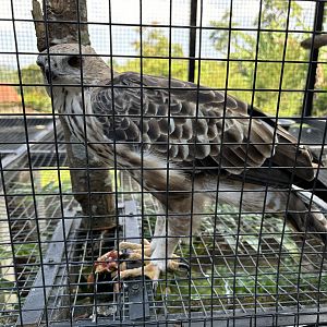 Changeable Hawk Eagle