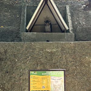 Barred Eagle Owl - tethered