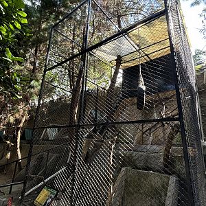 Natuna Island Surili Exhibit