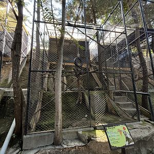 Tufted Capuchin Exhibit
