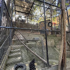 Sulawesi Crested Macaque Exhibit
