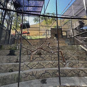 Southern Pig-tailed Macaque Exhibit