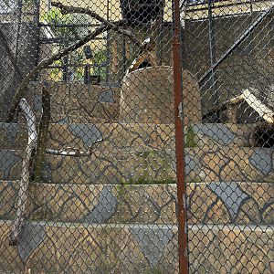 Agile Gibbon Exhibit