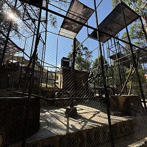 Red-tailed Monkey Exhibit
