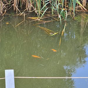 Jangalee - Golden orfes in White tiger habitat