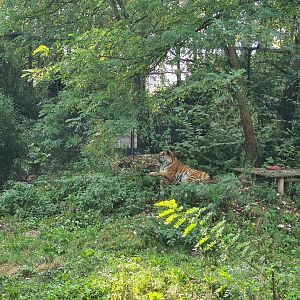 Jangalee - Siberian tiger