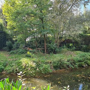 Jangalee - Siberian tiger habitat