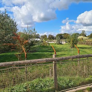 Ngorongo - African wild dog enclosure