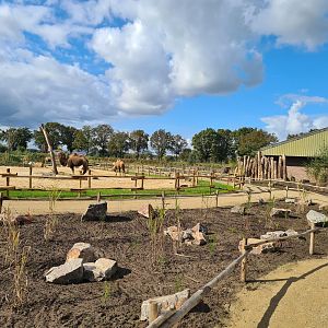 Ngorongo - Bactrian camel habitat