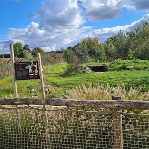 Ngorongo - African wild dog habitat