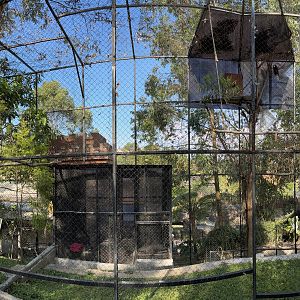 Assorted Hornbill Aviaries (6 species)